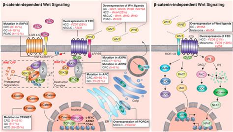A New Wave of Targeting ‘Undruggable’ Wnt Signaling for Cancer Therapy ...