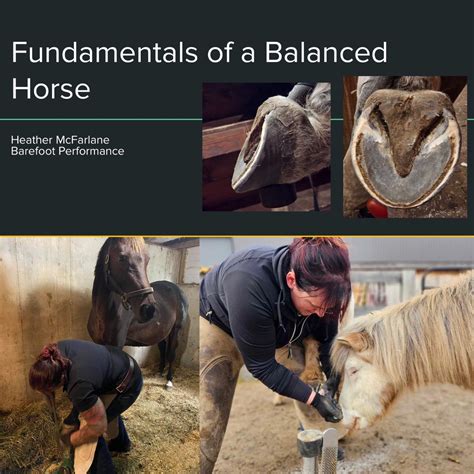 Fundamentals of a Balanced Horse: hoof trimming and dissection workshop ...