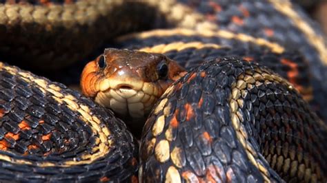 Alien Gods Band 的图像结果