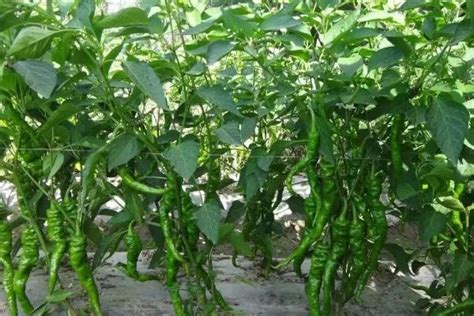 辣椒的种植条件-农技学堂 - 惠农网
