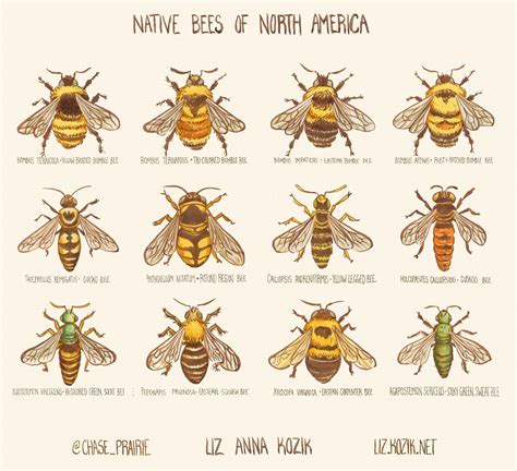 Are Bees Pioneer Species at Kimberly Mayer blog
