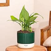 Ugaoo Peace Lily Live Plant with Self Watering Pot - Spathiphyllum ...