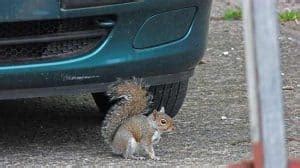Image result for Girls Running Over Squirrels with Their Cars
