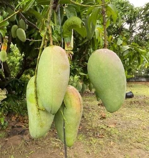 THE GREEN VIEW GARDENS Mango Thai Catimon Katimon All month Sweet Fruit ...