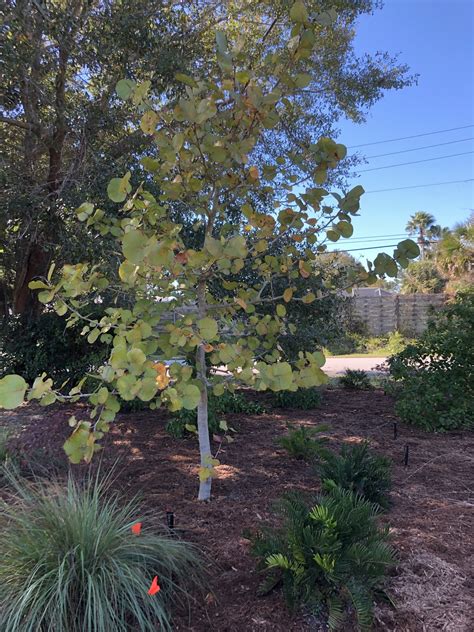 Green Buttonwood - Conocarpus erectus — Florida Native Plants Nursery & Landscaping