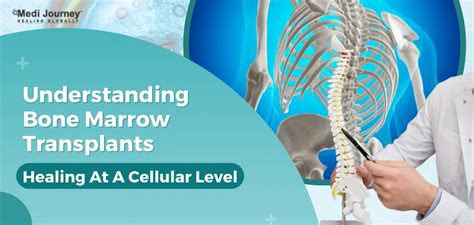 Understanding Bone Marrow Transplants: Healing At A Cellular Level