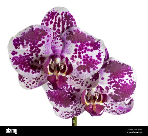 Pink Spotted Phalaenopsis Orchid (Moth Orchid Stock Photo - Alamy