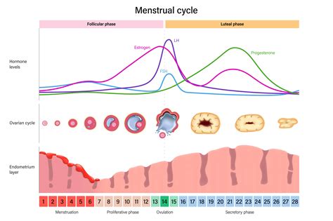 Ovarian Cycle Diagram The Ovarian Cycle