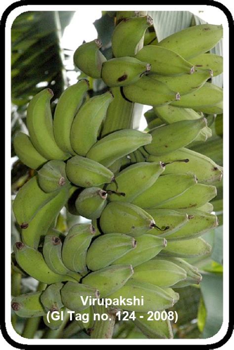 GI Bananas of India