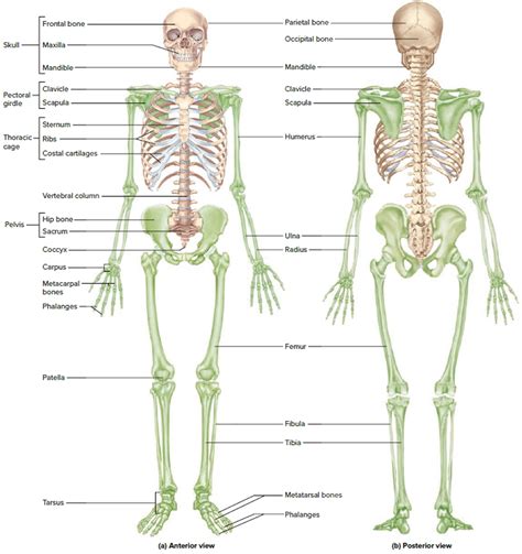 Human Skeleton - Skeletal System Function, Human Bones