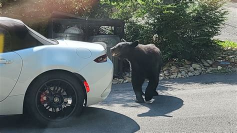 The_Keeper's Babe of the Day! - Cool cars, sick jokes, and hot babes ...