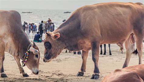 COLVA BEACH (2026) All You Need to Know BEFORE You Go (with Photos ...