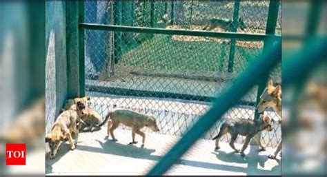 CHENNAI zoo welcomes five wolf puppies | Chennai News - Times of India