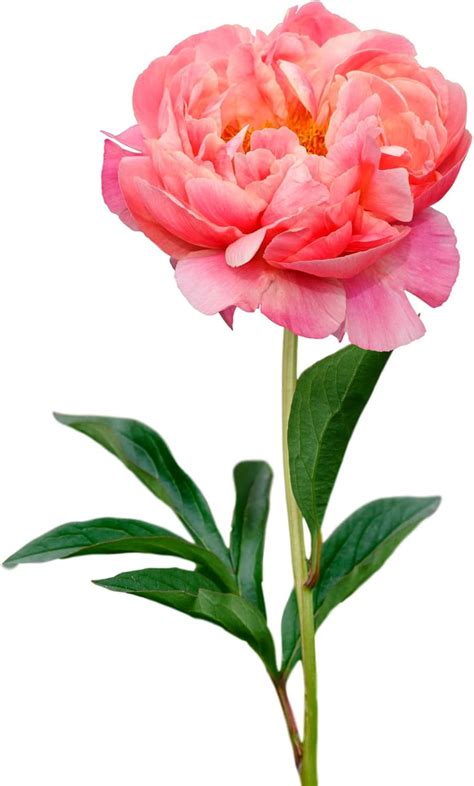 EasytoGrow Easy to Grow Peony Coral Charm - 1 Field Grown Root India | Ubuy