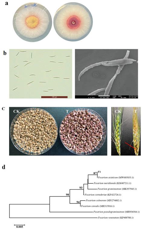 Control of Fusarium Head Blight of Wheat with Bacillus velezensis E2 ...