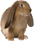 Image result for Baby Bunny PNG
