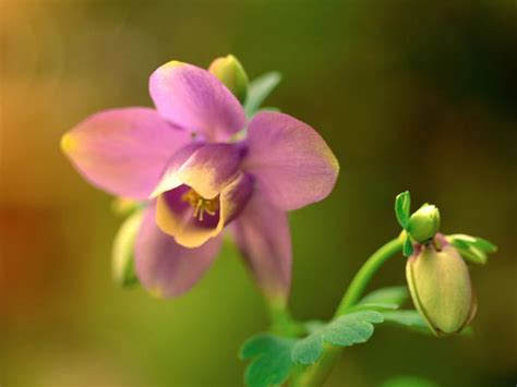 盆栽水仙花的养殖方法和注意事项 - 花百科