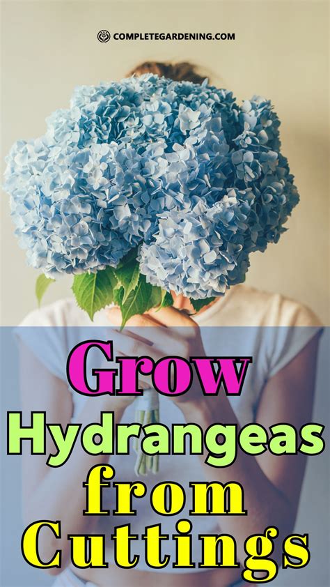 How to Successfully Grow Hydrangeas from Cuttings: A Step-by-Step Guide ...