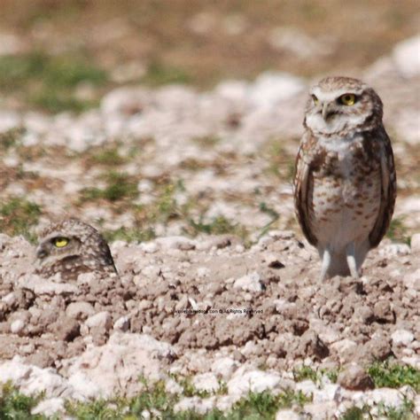 Image result for Domesticated Prairie Dogs