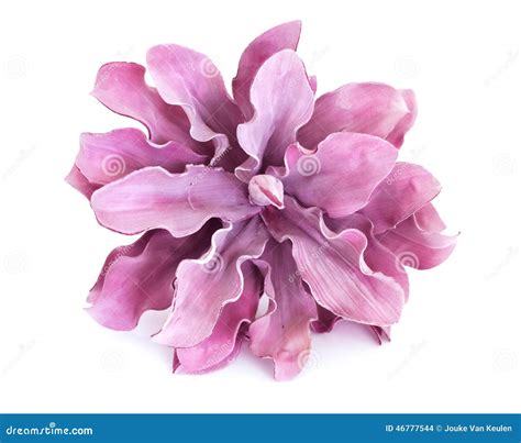 Purple flower stock photo. Image of isolated, blossom - 46777544