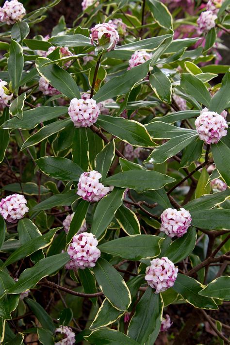 Birgit Fuchs: Evergreen Summer Flowering Shrubs Uk / Viburnum Davidii ...