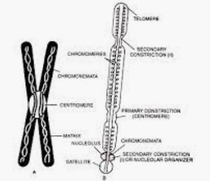 Draw a neat diagram of a sub metacentric chromosome and labeltelomere ...
