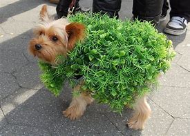 Image result for Cute Pet Costumes