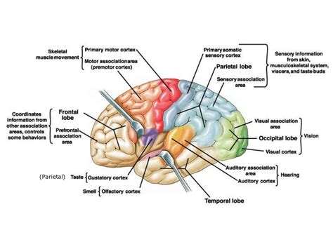 Image result for Brain Exploding Vector