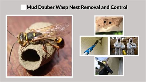 Mud Dauber Wasp Nest: Identification, Pictures, Removal