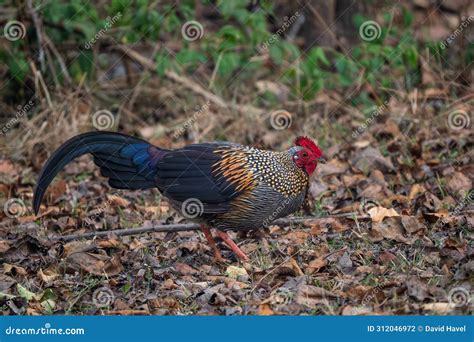 Grey Junglefowl - Gallus Sonneratii, Beautiful Colored Ground Bird from South Asian Forests and ...