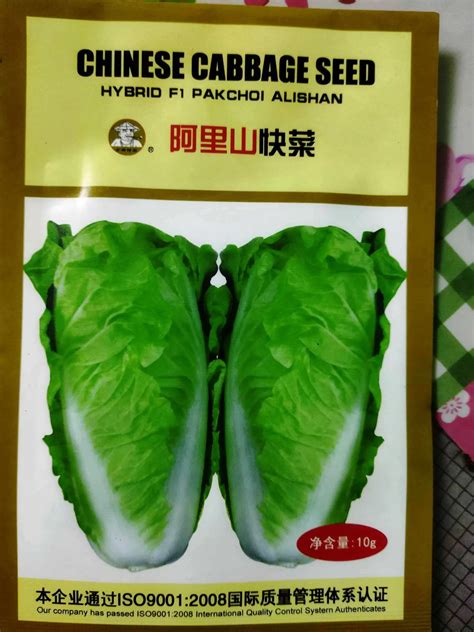 CHINESE CABBAGE SEED F1 - OM MASALA