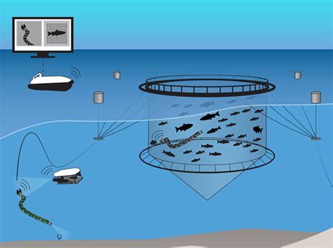 Image result for Fish with Is Machine Simulator