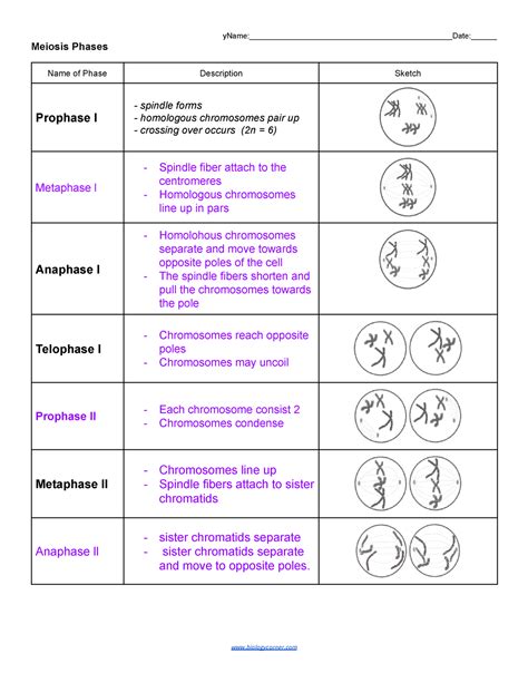 Meiosis Phases Worksheet The Cell Cycle, Mitosis And Meiosis For