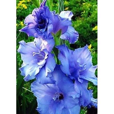 SZRXL White Clouds Gladiolus Bulb Pack - Perennial Flowers India | Ubuy