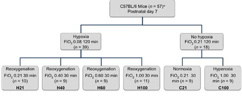 Image result for Calcium Channel Complex