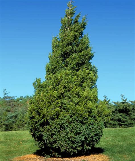 Upright Juniper Varieties Upright Junipers — Brady's West