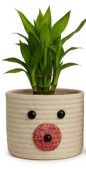Plufy 6 Inch Indoor Planter with Handcrafted Cotton & Jute Cover ...