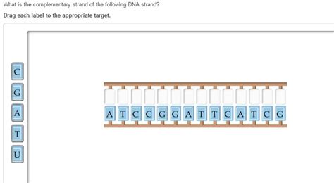 Image result for Complementary Strand with Backbone