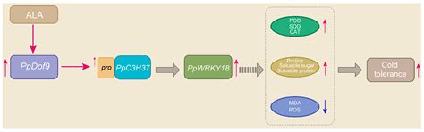 Systematic Analysis of Dof Gene Family in Prunus persica Unveils ...