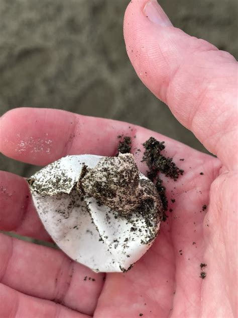 Image result for Empty Sea Turtle Shell