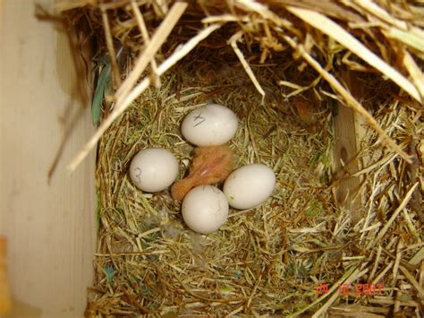 Image result for Elevage Inseparable Conseils