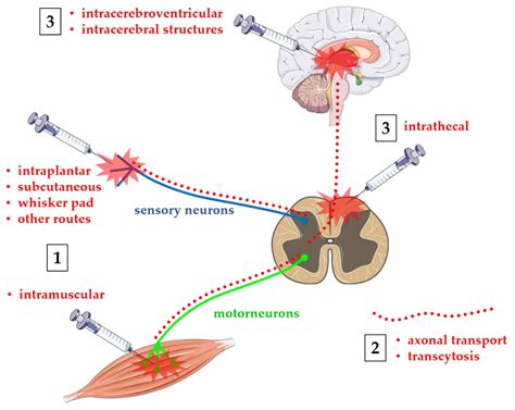 Botulinum Neurotoxins in Central Nervous System: An Overview from Animal Models to Human Therapy