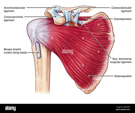 Shoulder Muscles Anatomy High Resolution Stock Photography and Images - Alamy
