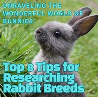 Image result for Best Rabbit Breeds for Pets