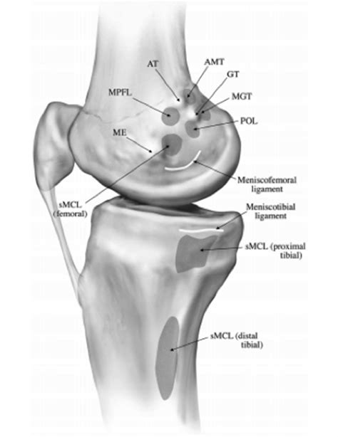 Ligaments of the Knee - Recon - Orthobullets