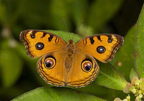 Junonia almana almana | Butterfly