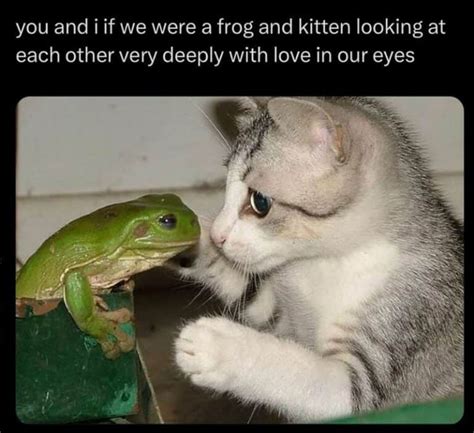 35 Funny Frog Memes To Help You Frog-et Your Worries