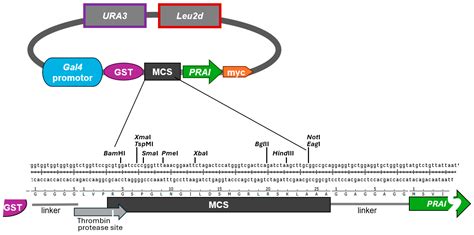 A Plasmid System That Utilises Phosphoribosylanthranilate Isomerase to ...