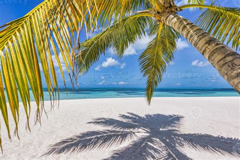 Palm Tree Beach Wallpaper