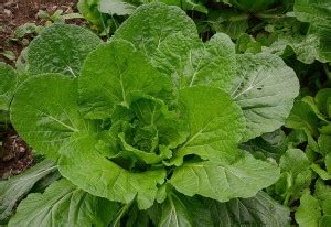 VibeX ® XXL-292 Florida Broadleaf Mustard Seed Price in India - Buy ...